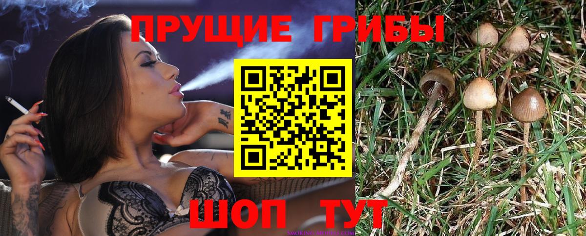 Псилоцибиновые грибы Cubensis  Вход с VPN  Кандалакша 